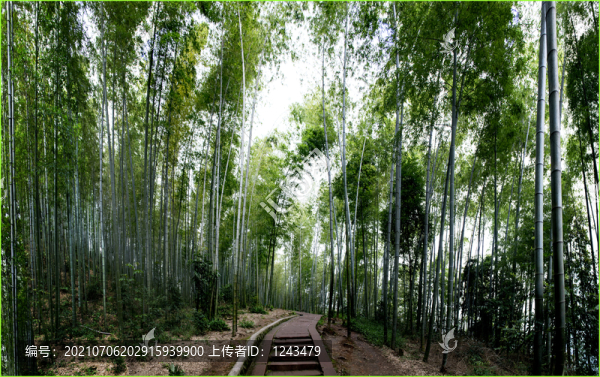 竹海石徑通幽處