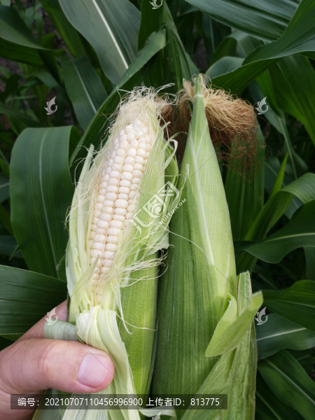 種植水果玉米地
