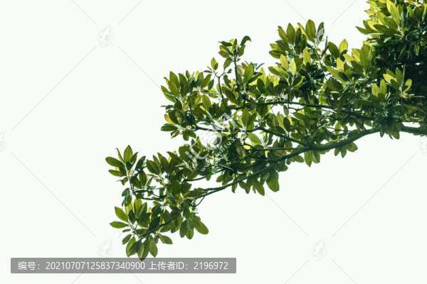 伸展的樹(shù)枝