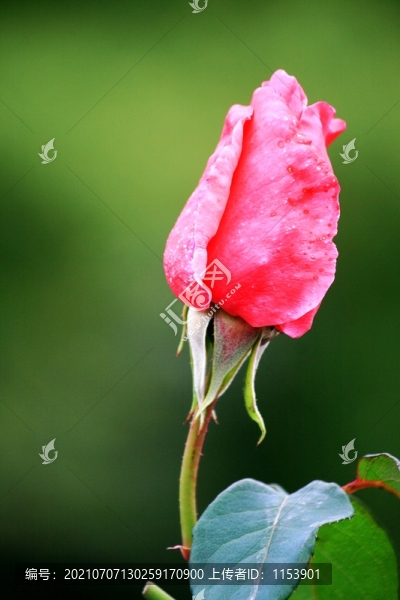 花蕾