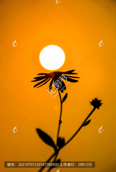 夕陽(yáng)下的小野菊