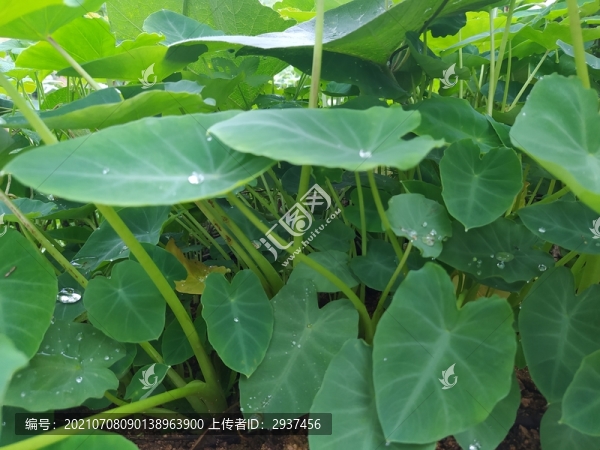 雨后