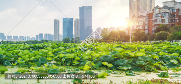 武漢城市天際線和沙湖公園風(fēng)光