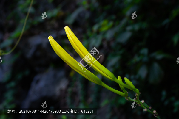 黃色的黃花菜