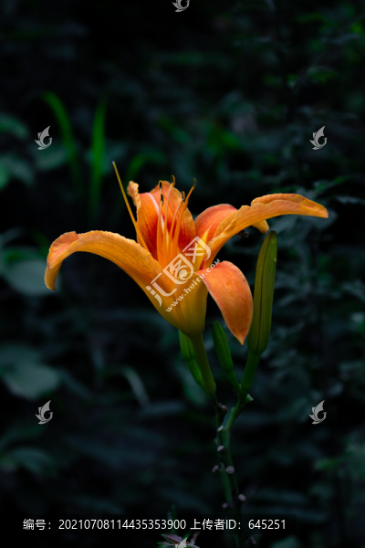 橙色的黃花菜