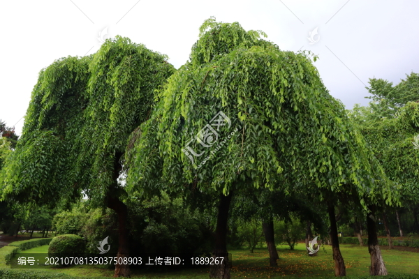 榆樹