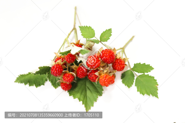 熟透的紅茅莓