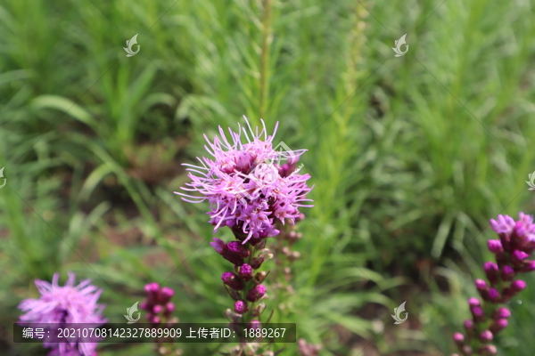 蛇鞭菊