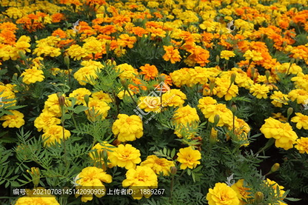 萬壽菊