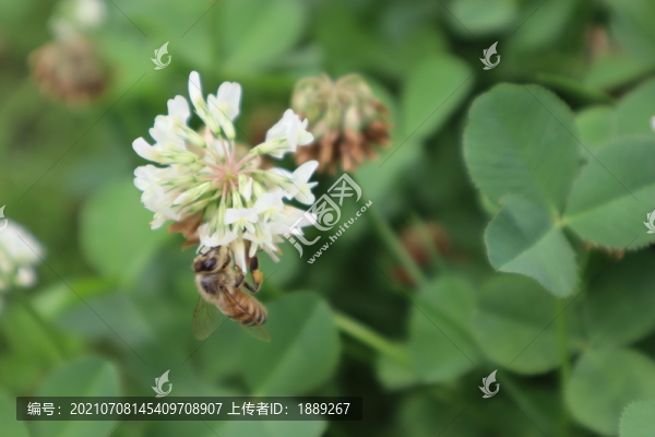 蜜蜂
