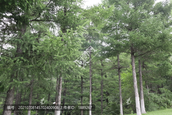 松樹林