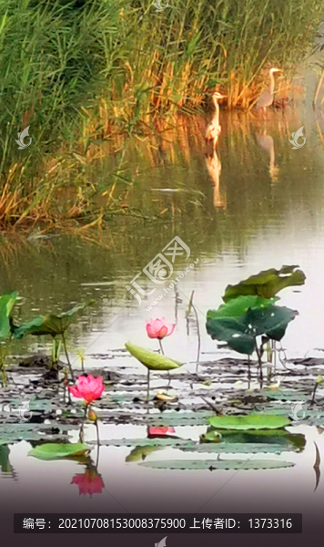 北京南海子公園