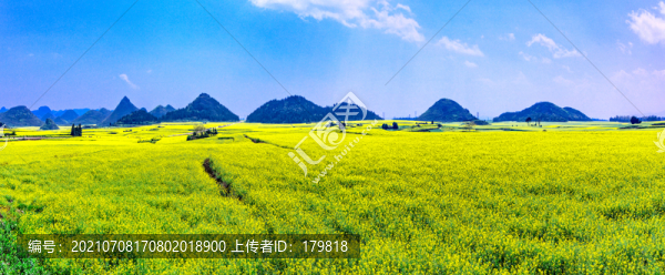 羅平金雞嶺萬畝油菜花田