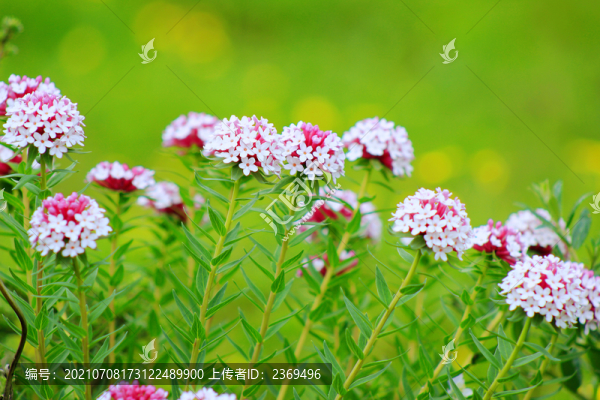 狼毒花