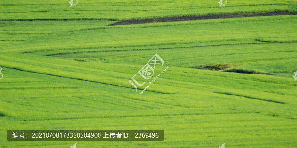 青稞地