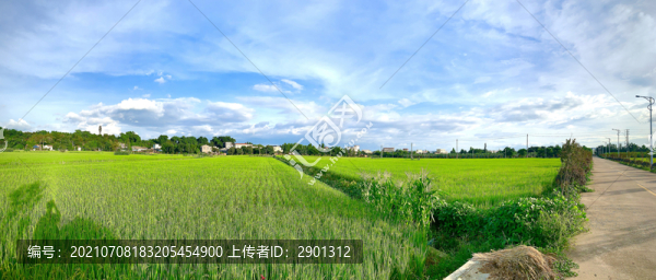 稻田鄉(xiāng)村