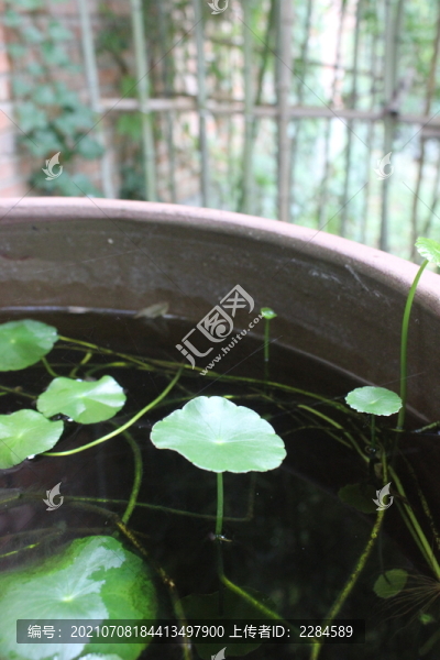 銅錢草