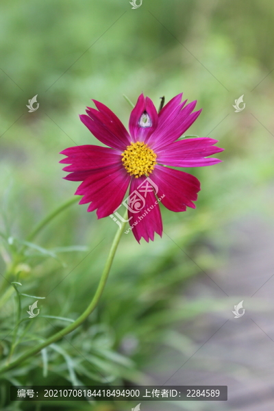 紅色波斯菊