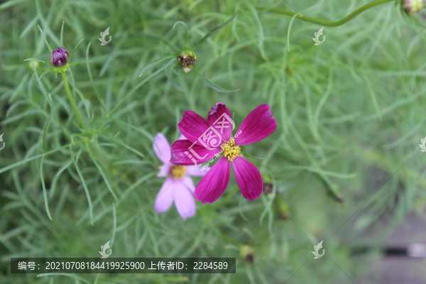 波斯菊