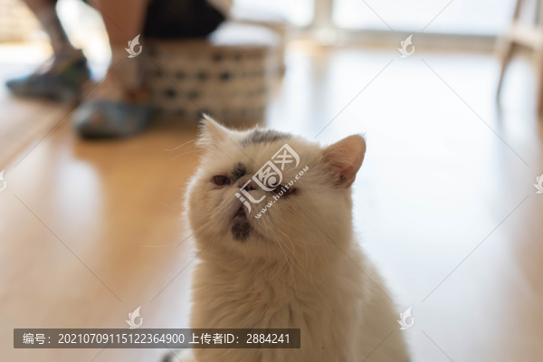 加菲貓