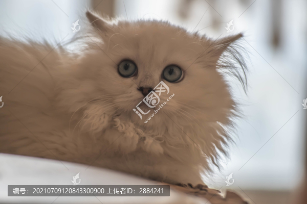 獅子貓