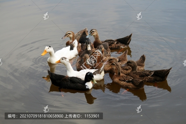 土鴨