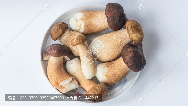 白大把菌
