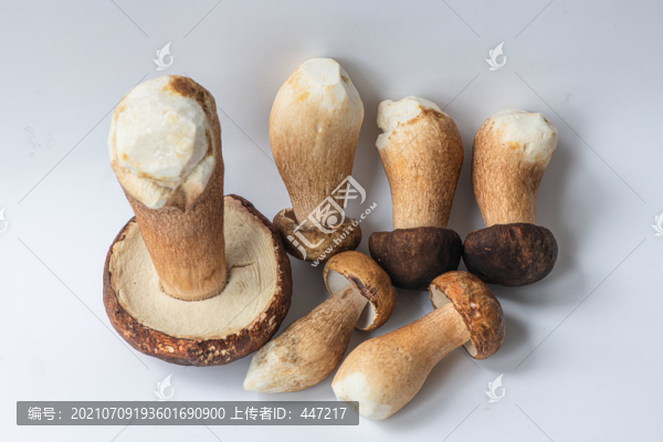 白大把菌