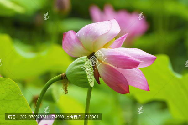 粉色荷花