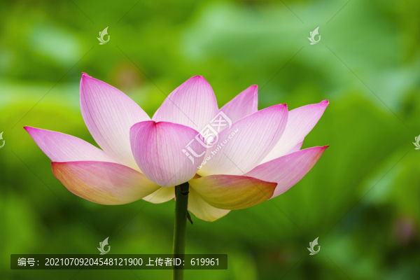 粉色荷花