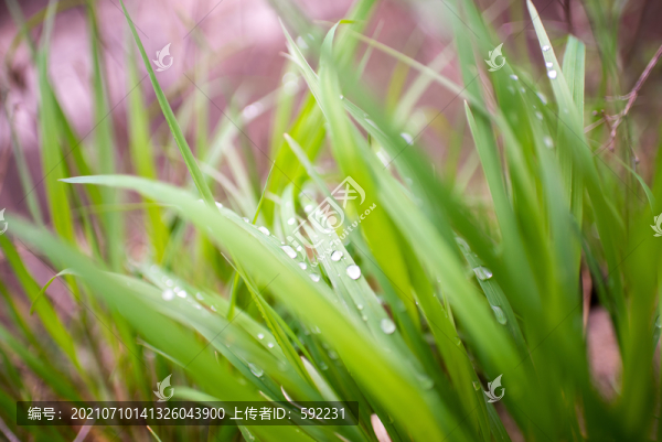 菖蒲