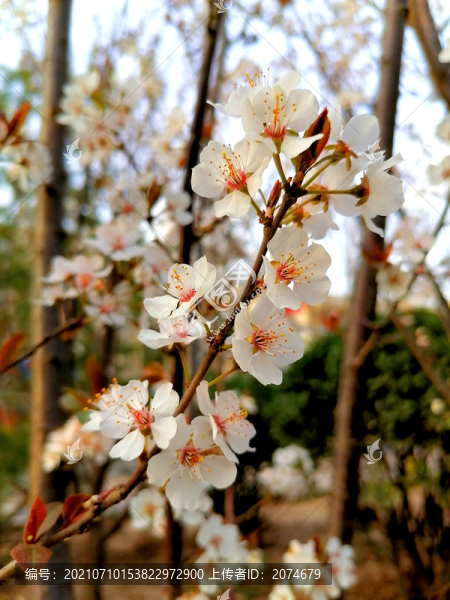 紫葉李花