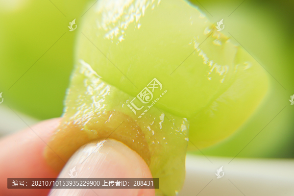 葡萄