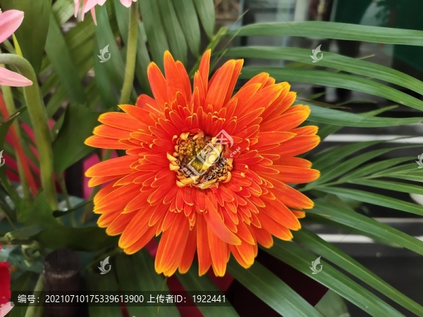 非洲菊