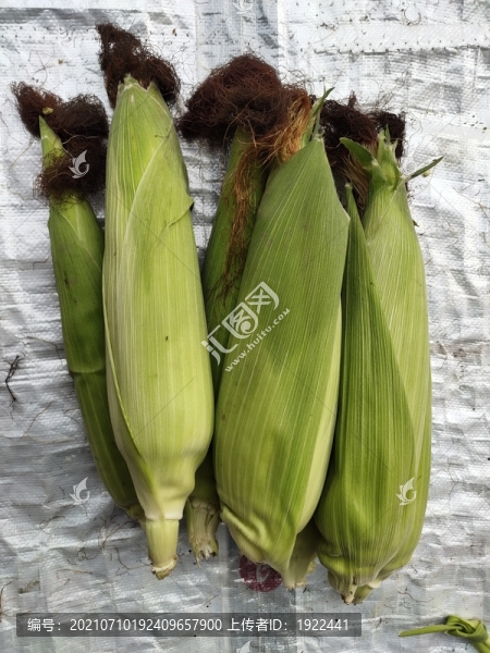 玉米棒