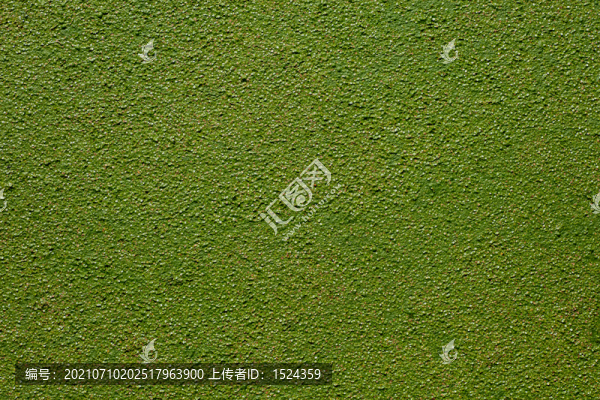 水草水面