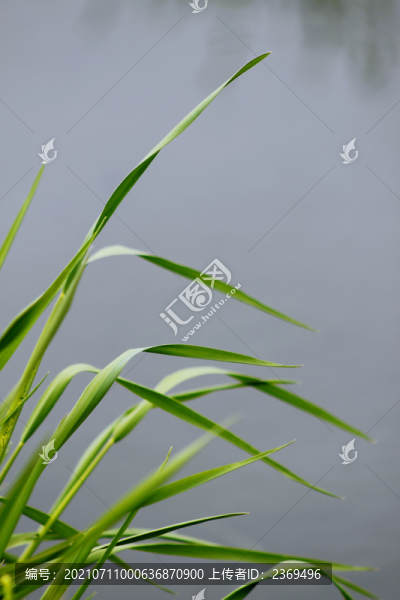 植物背景圖