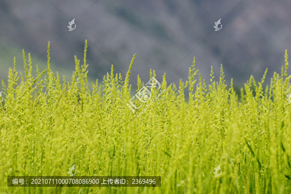 植物背景圖