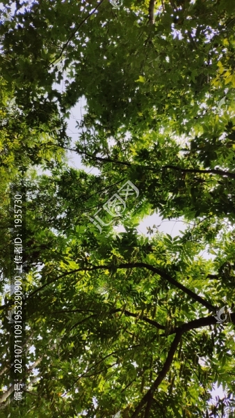 行道樹