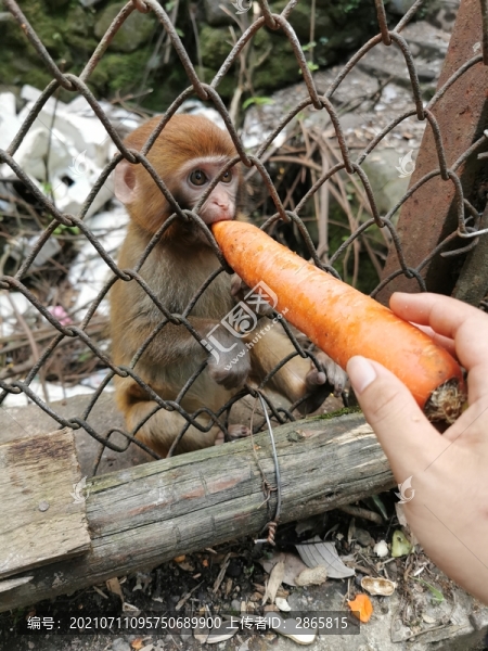 喂候