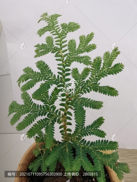 翠云草