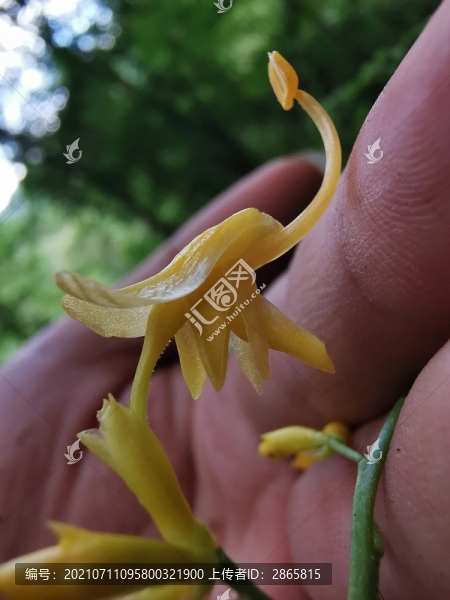 舞花姜