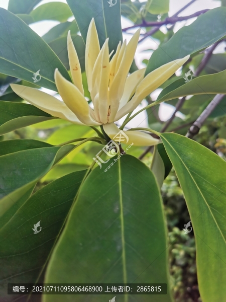 華木蓮