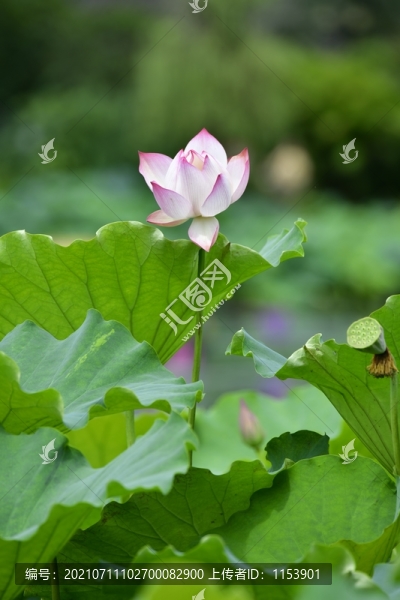 荷花
