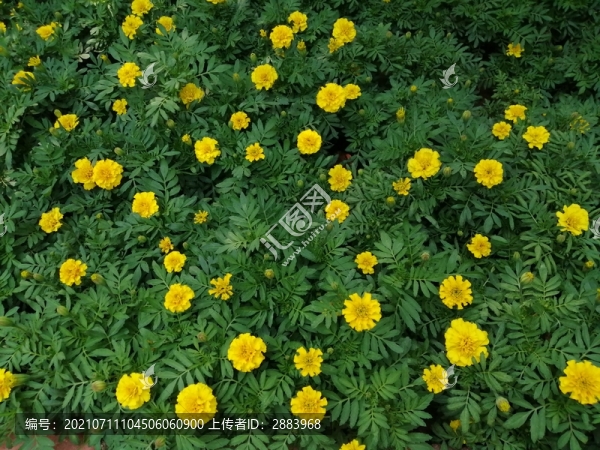 野菊花