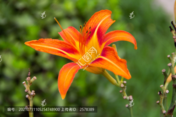 喇叭花