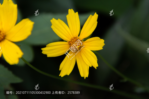 小黃花