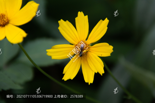 小蜜蜂采蜜
