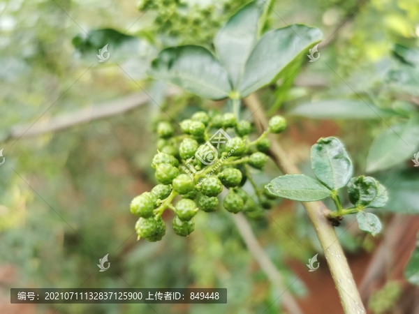 青花椒