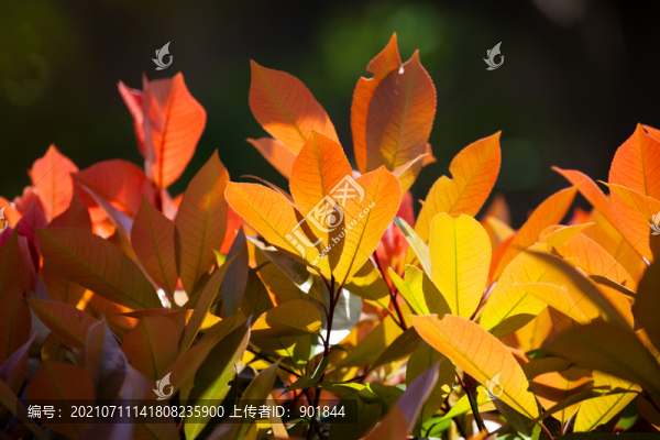 美麗鮮艷的紅葉石楠